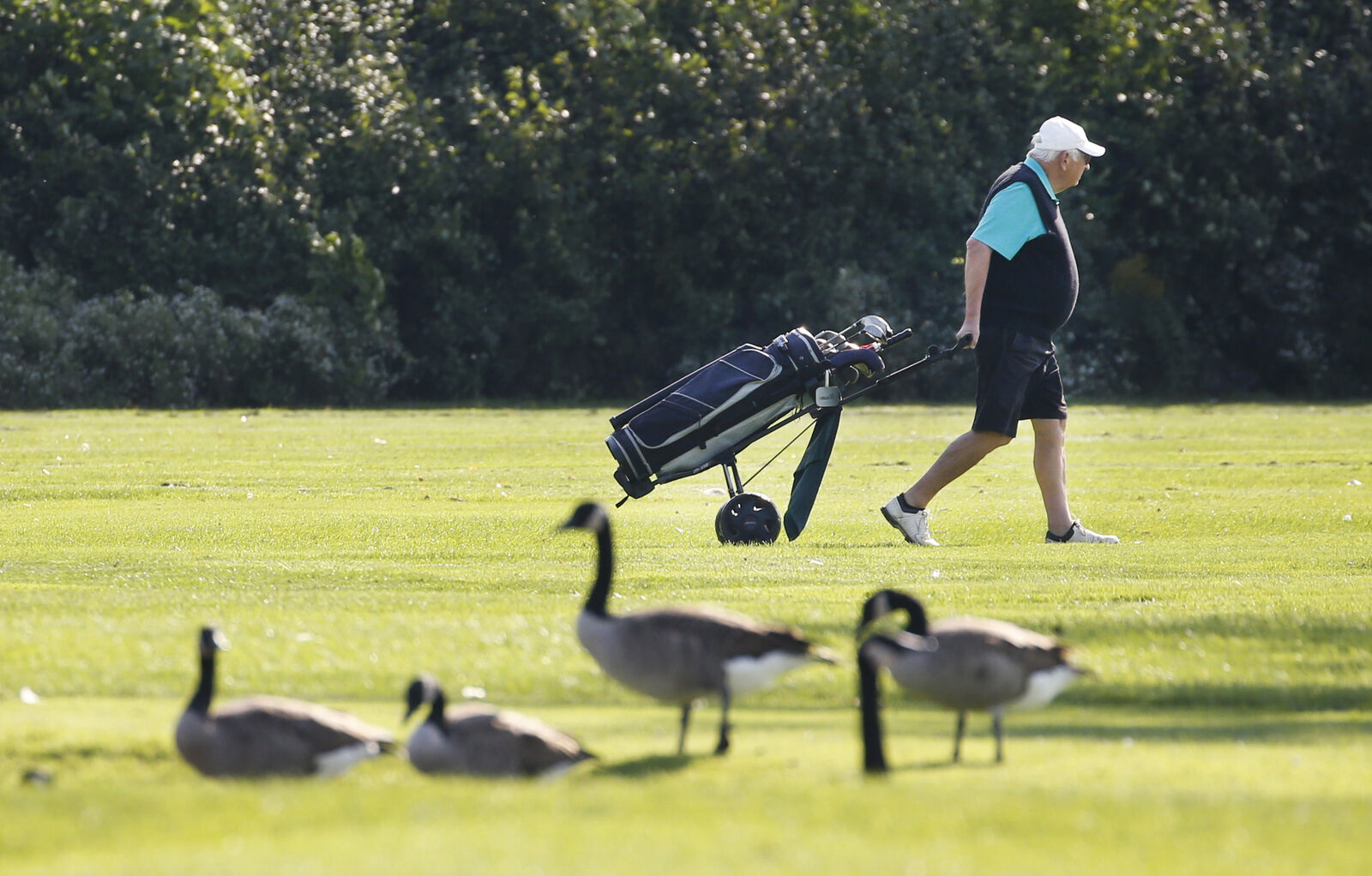 Geese and golf